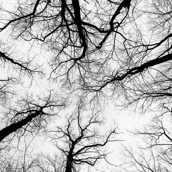 Bare branches seen from below against a pale sky