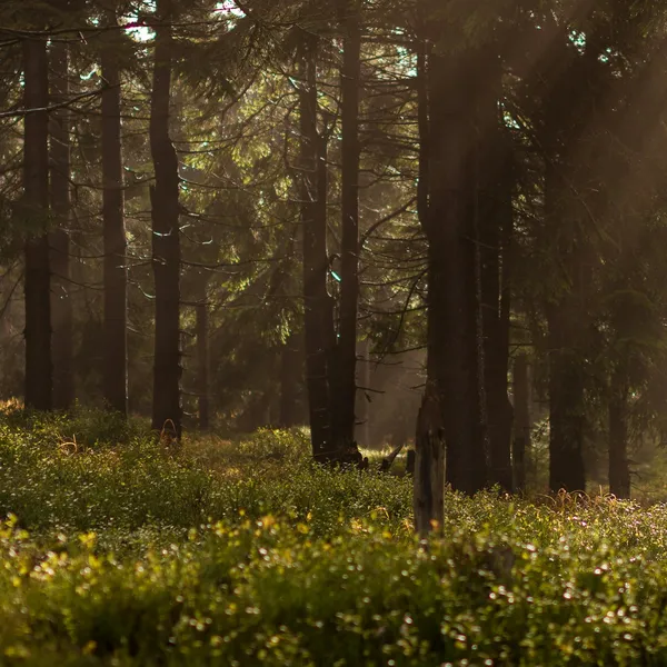 Dark woodland with green undergrowth in soft light